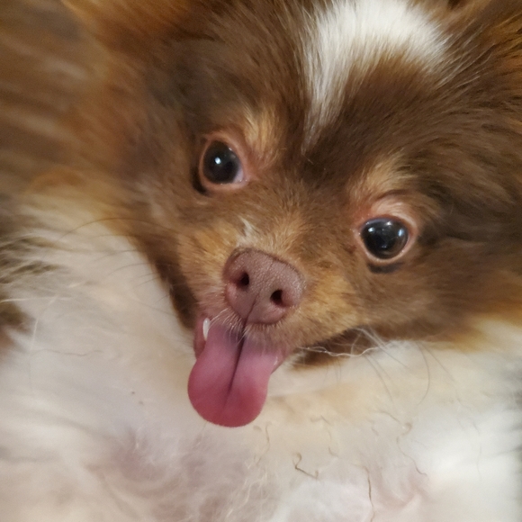 Some of my babies♡ - Picture 9 of 16